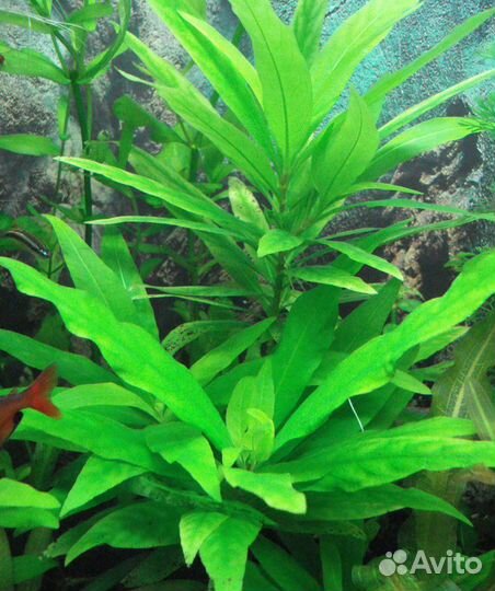 Аквариумные растения