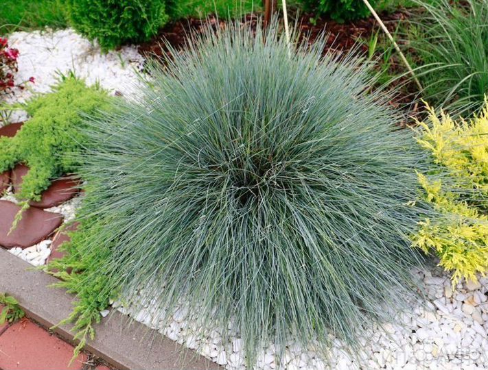 Овсяница сизая