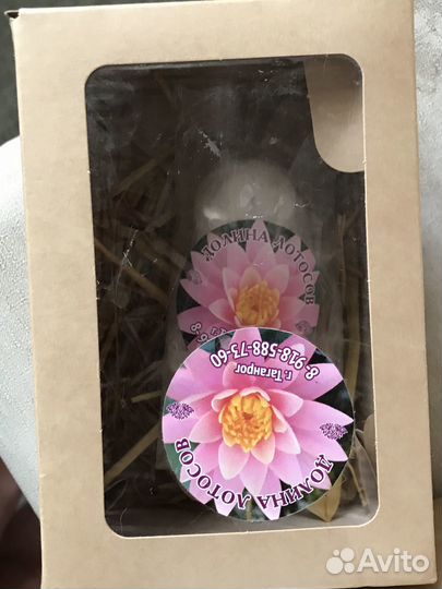 Нимфеи для пруда -подарки к 23 февраля и 8 марта