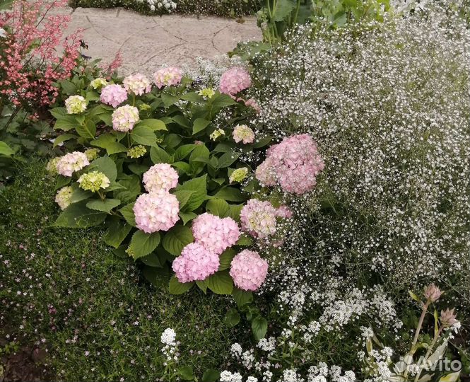 Подарок-Гортензия крупнолистная в горшке