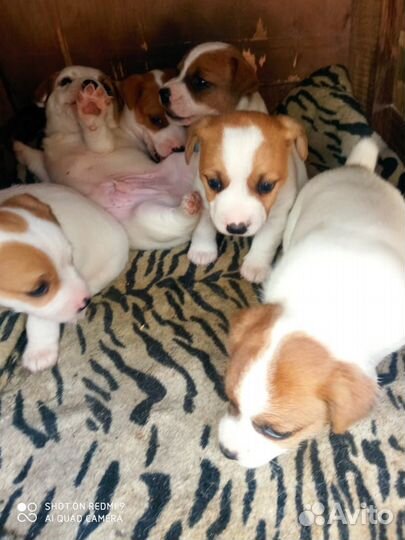 Щенки джек Рассел терьер гладкошерстный