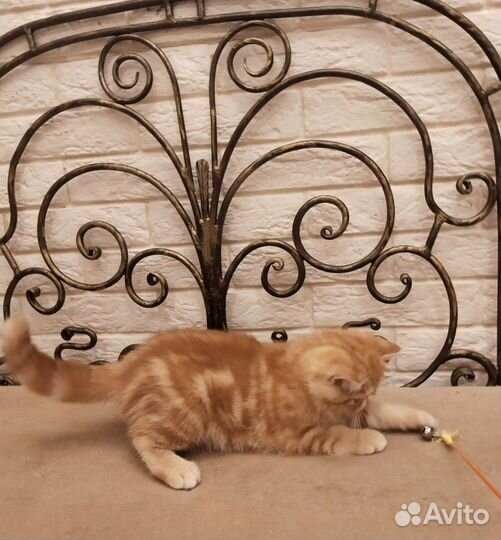 Котик экзотик