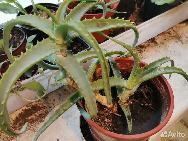 Комнатные цветы алоэ