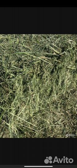 Сено в тюках