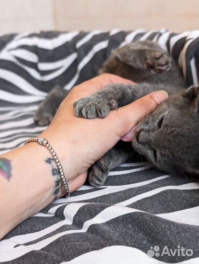 2 мальчика -барашка