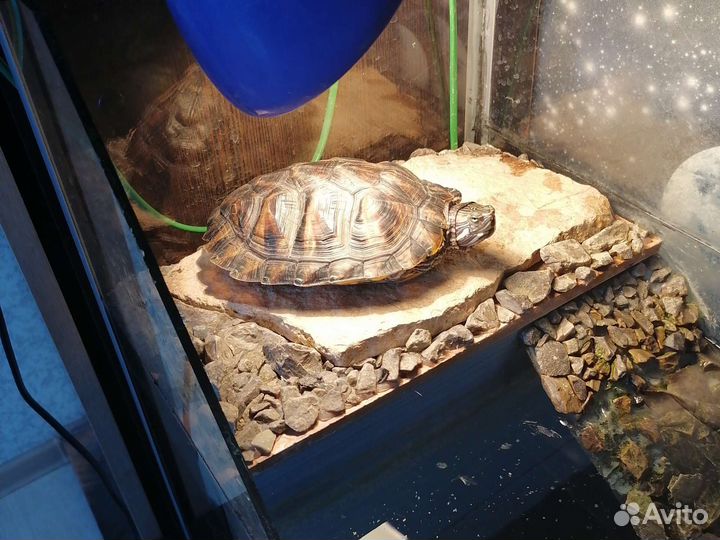 Террариум для красноухой черепахи