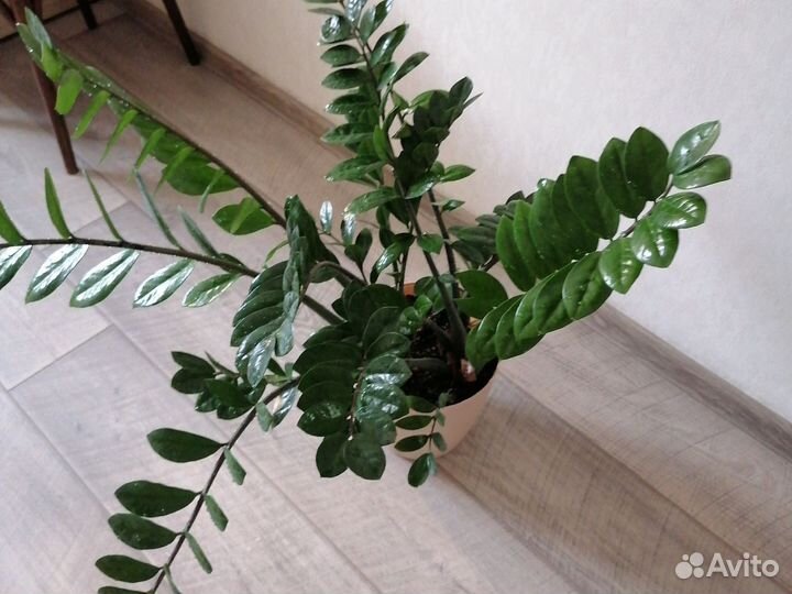 Замиокулькас