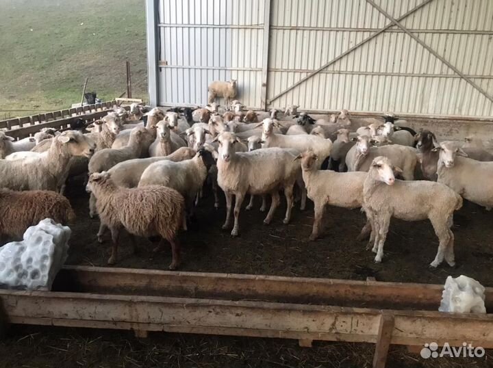 Продаю овцы и бараны