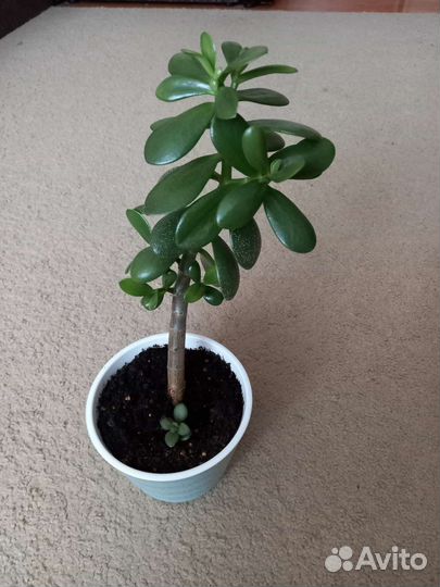 Крассула толстянка