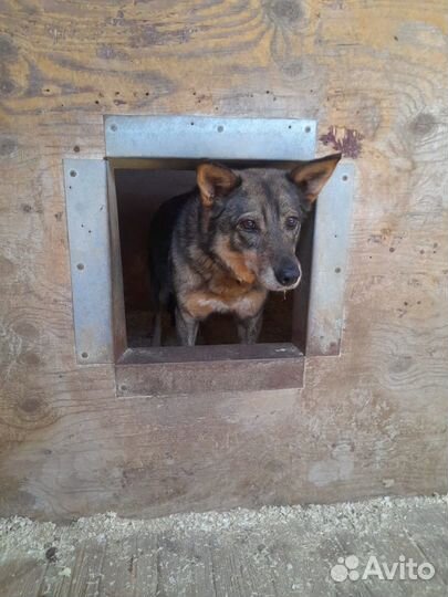 Собака в добрые руки, Рада