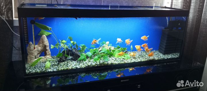 Аквариум