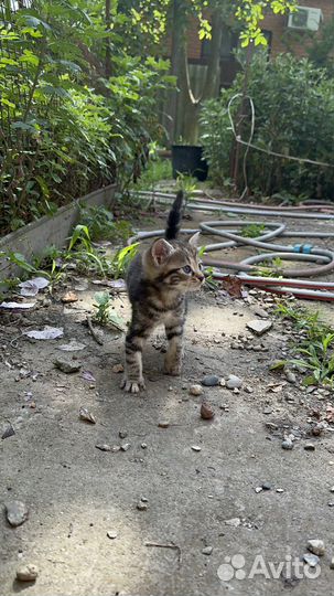 Кошечка девочка