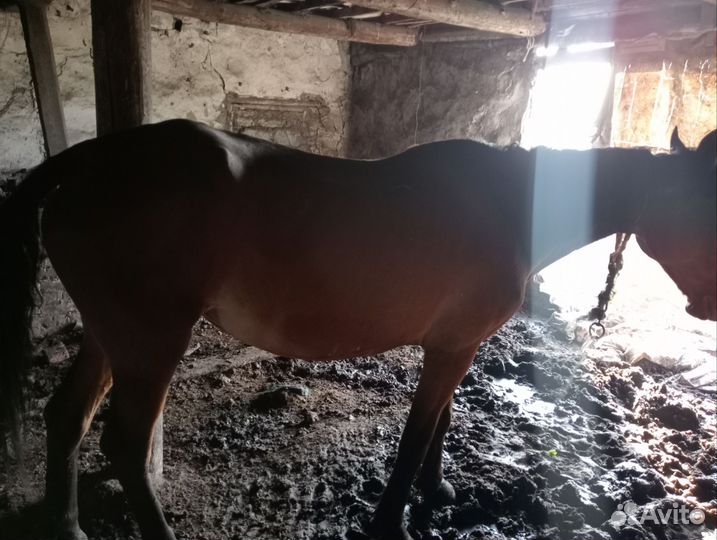Продам Кобылу