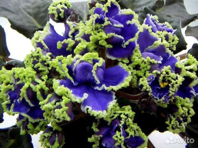 Фиалка коллекционная