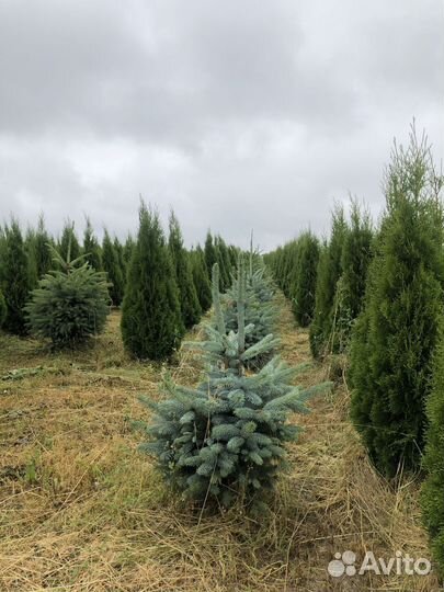 Ель голубая