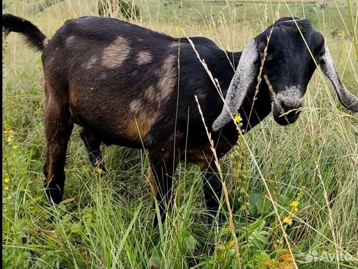 Дойные козочки, некози и козлики на племя