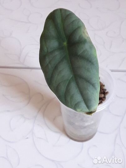 Алоказия Сильвер Небула