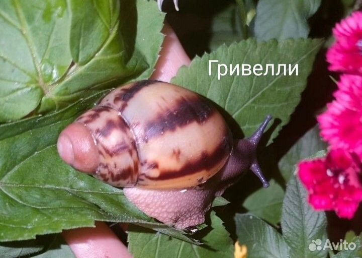 Улитки разные