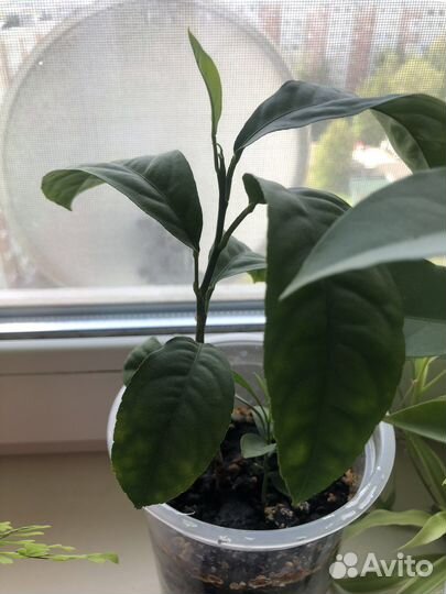 Цитрусовое деревце, рассада цитрусовые