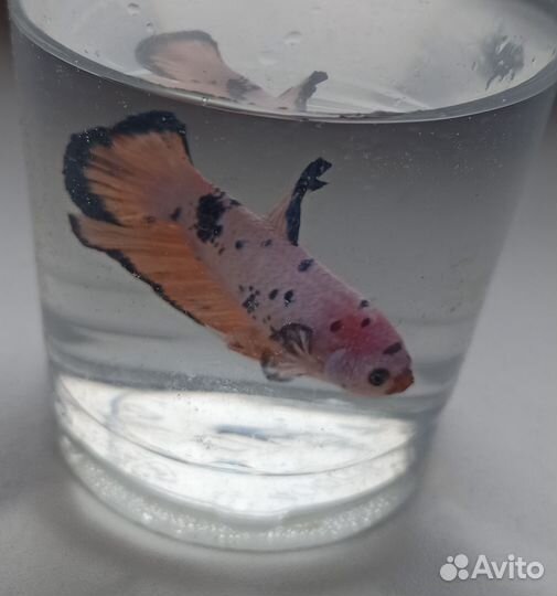 Рыбка петушок самка