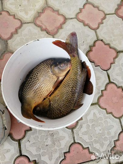 Живая рыба карп