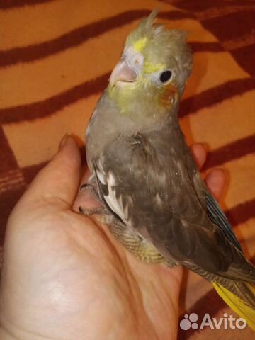 Попугай корелла птенец