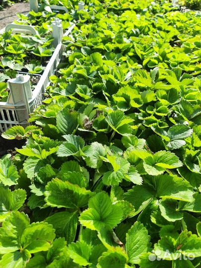 Рассада (саженцы) клубники