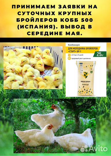 Суточные Индюки и Бройлеры