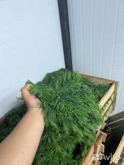 Свежая зелень