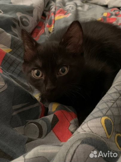 Кошка в дар бесплатно