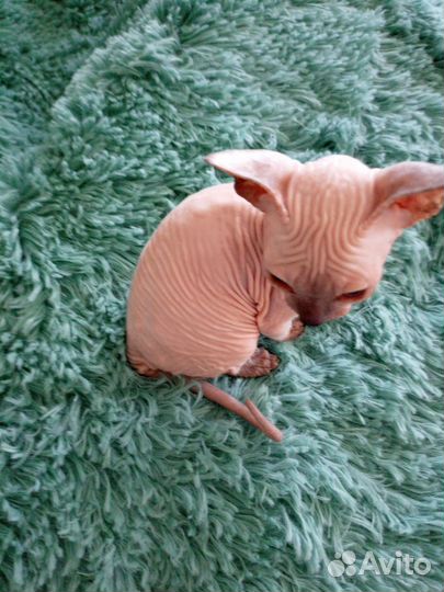 Донской сфинкс котята