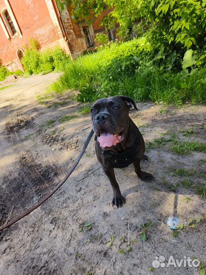 Кане Корсо девочка