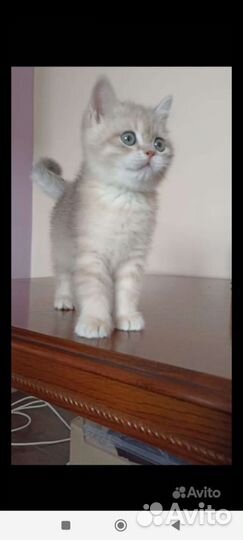 Британская