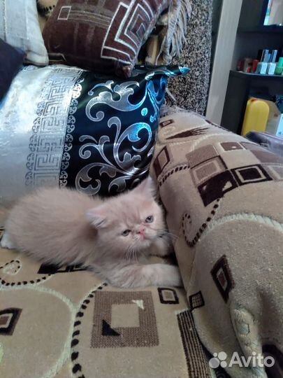 Котята персы