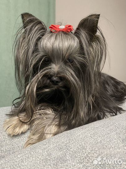 Йоркширский терьер колор мини беби фейс вязка