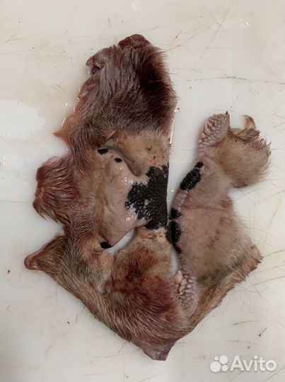 Губонос говяжий,без костей