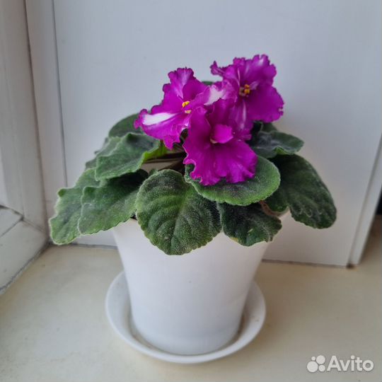 Фиалка взрослое растение