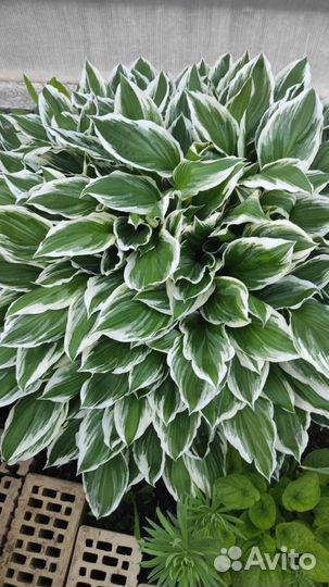 Многолетние растения для сада