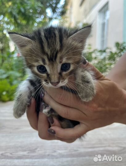 Котята в добрые руки бесплатно