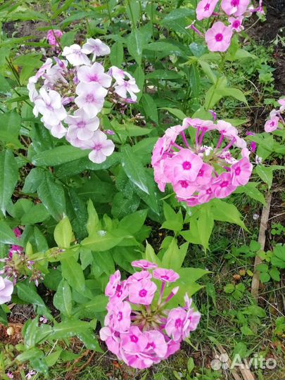 Флоксы многолетние