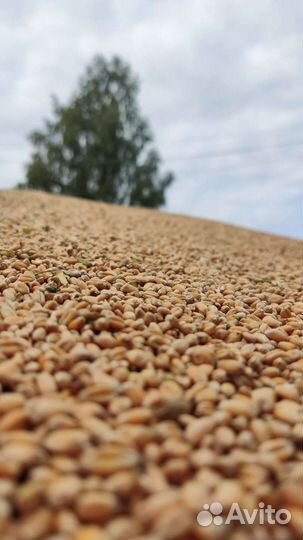 Зерно. Пшеница, Рожь, Овес, Ячмень.Отходы просяные