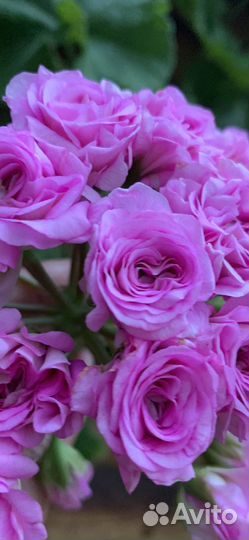 Пеларгония сортовая