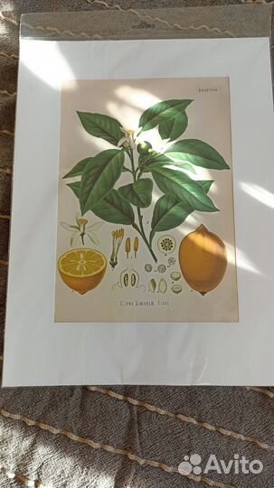 Постер ботаника / постер винтаж