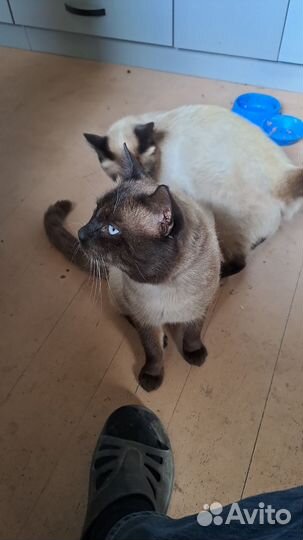 Тайские котята