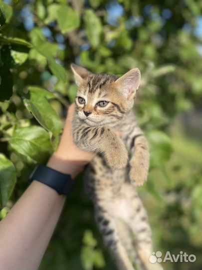 Бенгальские котята