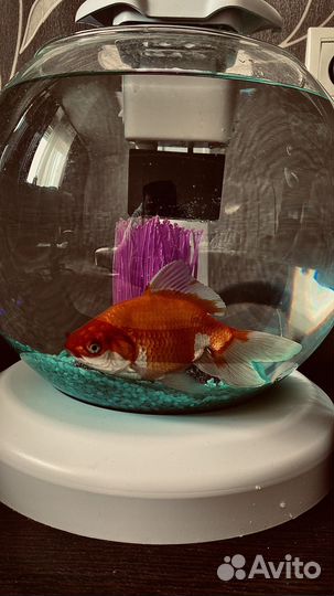 Аквариум Tetra