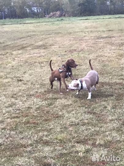 Кобель на вязку