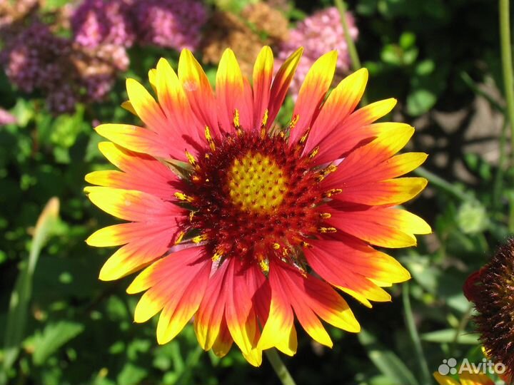 Многолетние садовые цветы - 1 часть