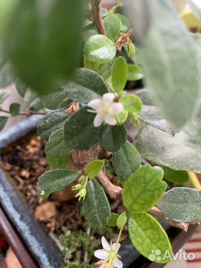 Цветок Бонсай кармона, дерево в японском стиле