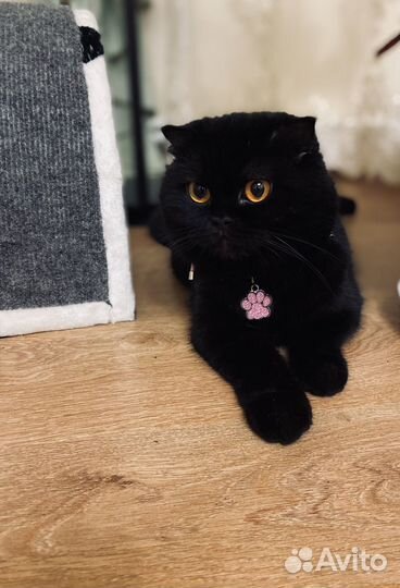 Шотландская кошка